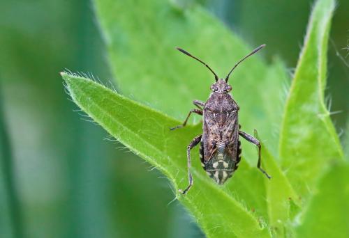 Stictopleurus punctatonervosus